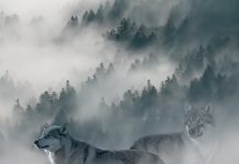 Pradă vs. prădător