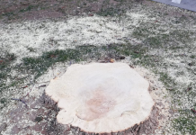 Continuă tăierea arborilor Oradiei