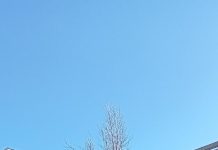 Distrugerea de primăvară a arborilor Oradiei