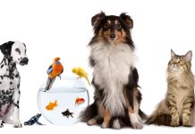 Ce sărbătorim pe 11 aprilie?