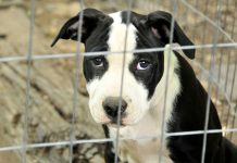 Pedepse de până la 7 ani de închisoare pentru cei care ucid sau schingiuiesc animale. Parlamentul a adoptat legea