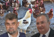 Guvernul a decis: Românii nu vor mai avea voie să crească păsări în curte