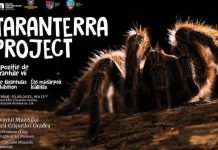 Tarantulele din nou la Muzeul Țării Crișurilor din Oradea