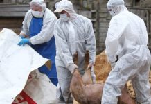 Din păcate, și Bihorul intră pe harta focarelor cu pestă porcină din România