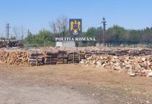 Continuă tăierile ilegale în Bihor în ciuda acțiunilor Poliției