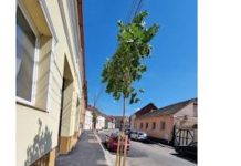 Birta, primarul șoferilor și mai puțin al pietonilor