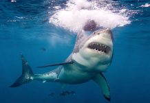 O româncă, ucisă de un rechin în Hurghada