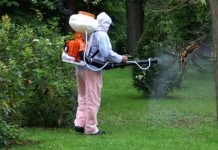 Începând cu luna august se vor executa mai multe tratamente la sol în vederea distrugerii insectelor