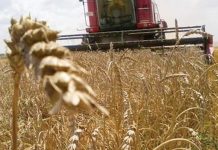 S-a terminat recoltatul grâului, producția este mai mică decât anul trecut!