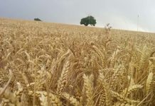 România are producție record la grâu, dar pâinea se va scumpi la toamnă cu 40%