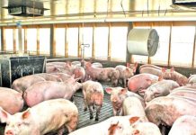 În Bihor nu mai este activ nici un focar de pestă porcină africană la porcii domestici și s-au ridicat restricțiile în toate localitățile