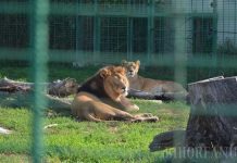 Grădina zoologică din Oradea va fi relocată în afara oraşului