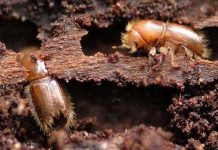 Parcul Natural Apuseni, în pericol. Mii de hectare de pădure nimicite de o insectă