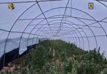 O plantație ilegală de cannabis a fost descoperită în Bihor de polițiștii de la Serviciului Antidrog – Brigada de Combatere a Criminalităţii Organizate Oradea