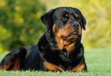 Anchetă la Sâniob pentru un Rotwailler găsit spânzurat