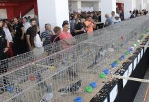 Olimpiada Porumbeilor Voiajori de la Oradea a adunat reprezentanți din 30 de țări