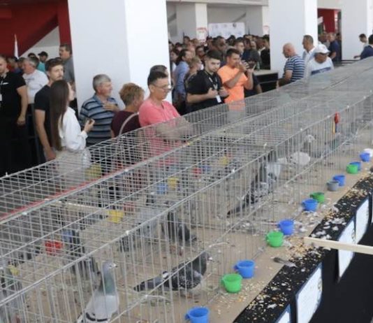 Olimpiada Porumbeilor Voiajori de la Oradea a adunat reprezentanți din 30 de țări