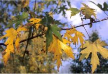 ANM anunță prognoza până la jumatatea lunii septembrie