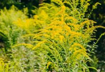 Sute de mii de români suferă de alergie la ambrozie