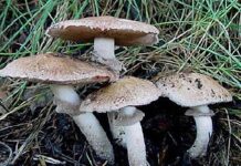 Mare atenție la ciupercile din pădure, unele pot provoca intoxicații