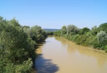 Cod portocaliu pe Crișul Negru, în amonte de Beiuș