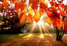 Cum va fii vremea în următoarele patru săptămâni?