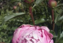 BUJORUL, floarea națională a României