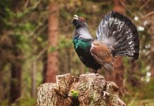 După 10 ani de interdicție, s-a redeschis vânătoarea pentru un număr limitat de cocoși de munte