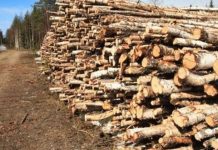Romsilva majorează volumul de lemn pentru 2022 și 2023