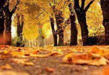 Prognoza meteo pentru următoarele patru săptămâni