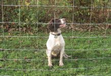 Bihorean reținut pentru uciderea unui câine