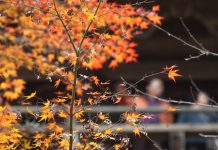 Prognoza meteo pe două săptămâni pentru Bihor