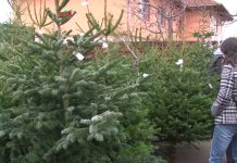 Romsilva va vinde peste 30 de mii de brazi de Crăciun
