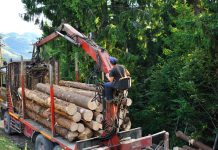 Deputatul PNL, Florin Roman, vrea interzicerea exportului de buştean, inclusiv în Europa