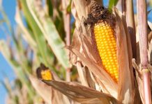 România va avea cea mai mică producţie de porumb din ultimii 15 ani