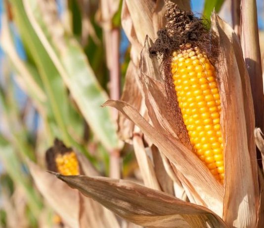 România va avea cea mai mică producţie de porumb din ultimii 15 ani