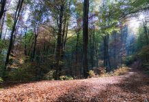 Prognoza meteo pentru Bihor până în data de 18 decembrie