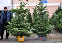 Cât vom plăti pentru un brad de Crăciun?