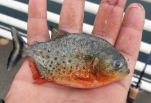 Incredibil, un pește Piranha a fost găsit în apa Crişului Repede, în Oradea!