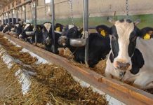 Fermierii pot depune cererile anuale pentru ajutorul de stat în sectorul creşterii animalelor