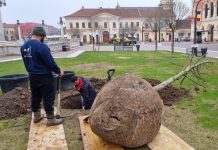 Primăria rezolvă lipsa umbrei din Piața Uniri cu patru stejari roșii!