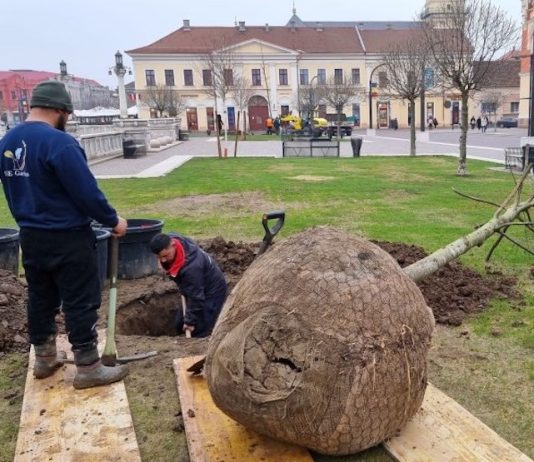 Primăria rezolvă lipsa umbrei din Piața Uniri cu patru stejari roșii!