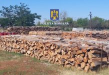 Garda forestieră și poliția bihoreană au confiscat peste 800 de metri cubi de lemne fără acte