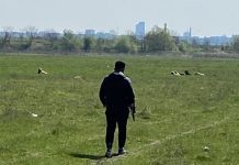 O femeie a murit după ce a fost mușcată de câini în București