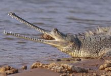 Un orădean a făcut parte din echipa de cercetători care a descoperit că în România au trăit crocodili preistorici