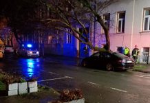 Un copac a căzut peste mașina parcată a vicepreședintelui CJ Bihor