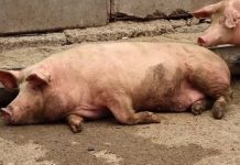 A fost diagnosticat un focar nou de pestă porcină în Bihor