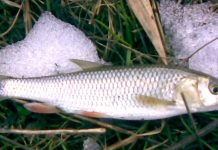 Dosar penal și amendă pentru braconja de pește din Criș