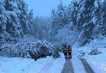 Arbori doborâţi de viscol în Bihor
