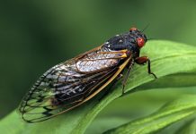 Insecte fierte şi învelite în ciocolată, rețeta care i-a innebunit pe americani